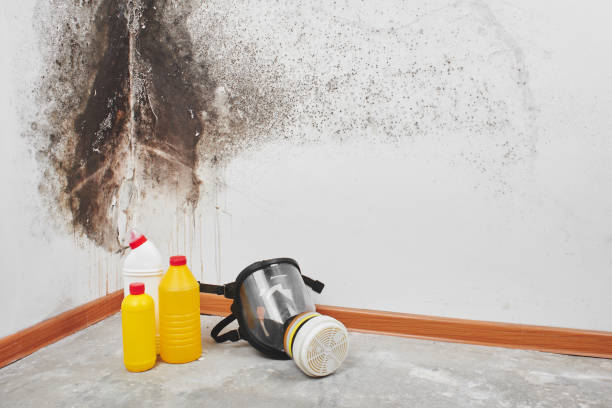 Office Mold Removal Services in Beckley, WV