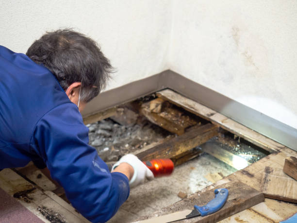 Best Mold Damage Repair  in Beckley, WV