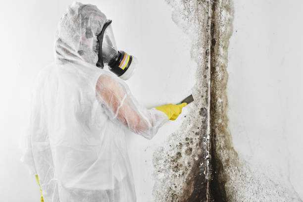 Best Residential Mold Removal  in Beckley, WV