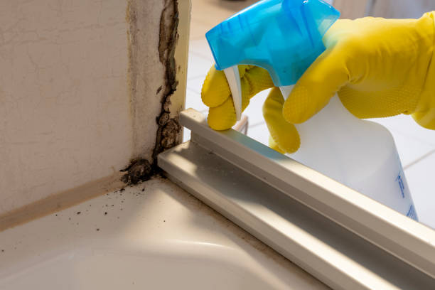 Best Mold Damage Repair  in Beckley, WV