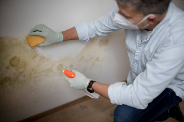 Trusted Beckley, WV Mold Removal Experts