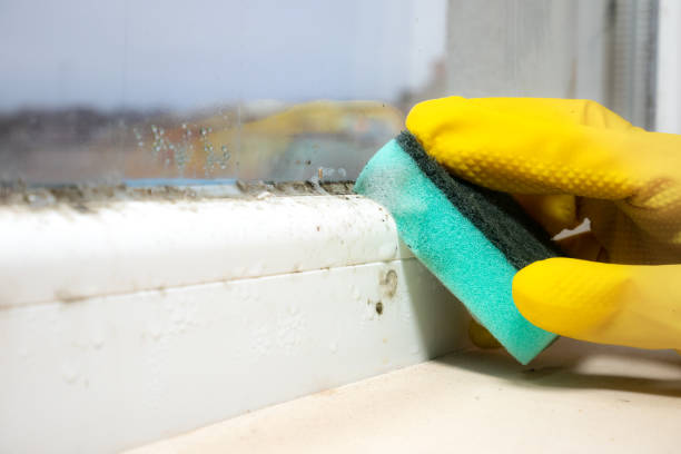 Best Local Mold Removal Service  in Beckley, WV