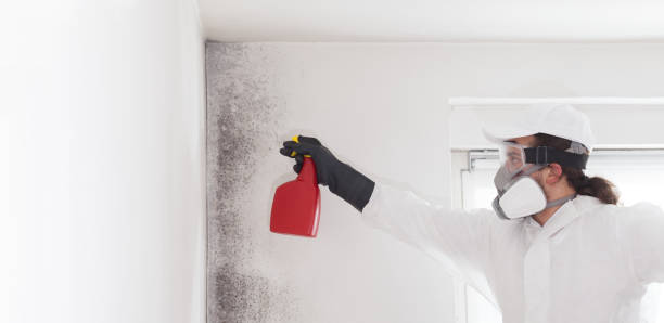Mold Removal and Inspection in Beckley, WV