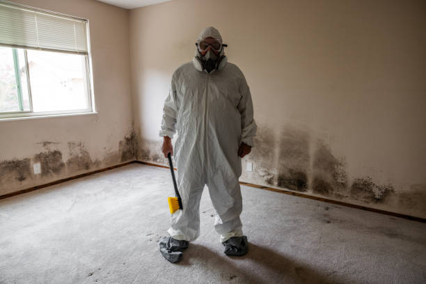 Best Attic Mold Removal  in Beckley, WV