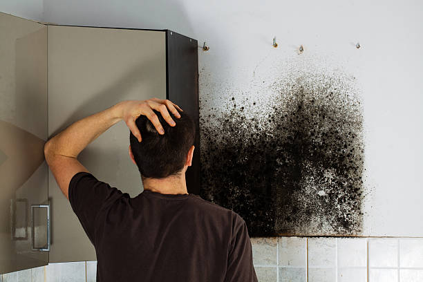 Best Local Mold Removal Service  in Beckley, WV