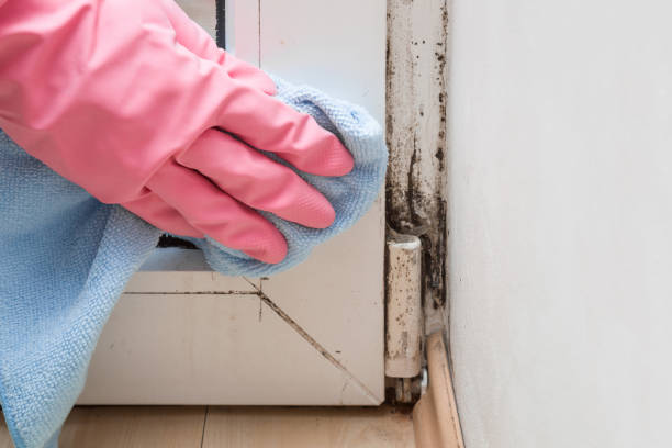 Best Office Mold Removal Services  in Beckley, WV
