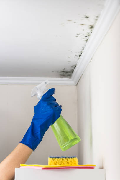 Best Mold Remediation  in Beckley, WV